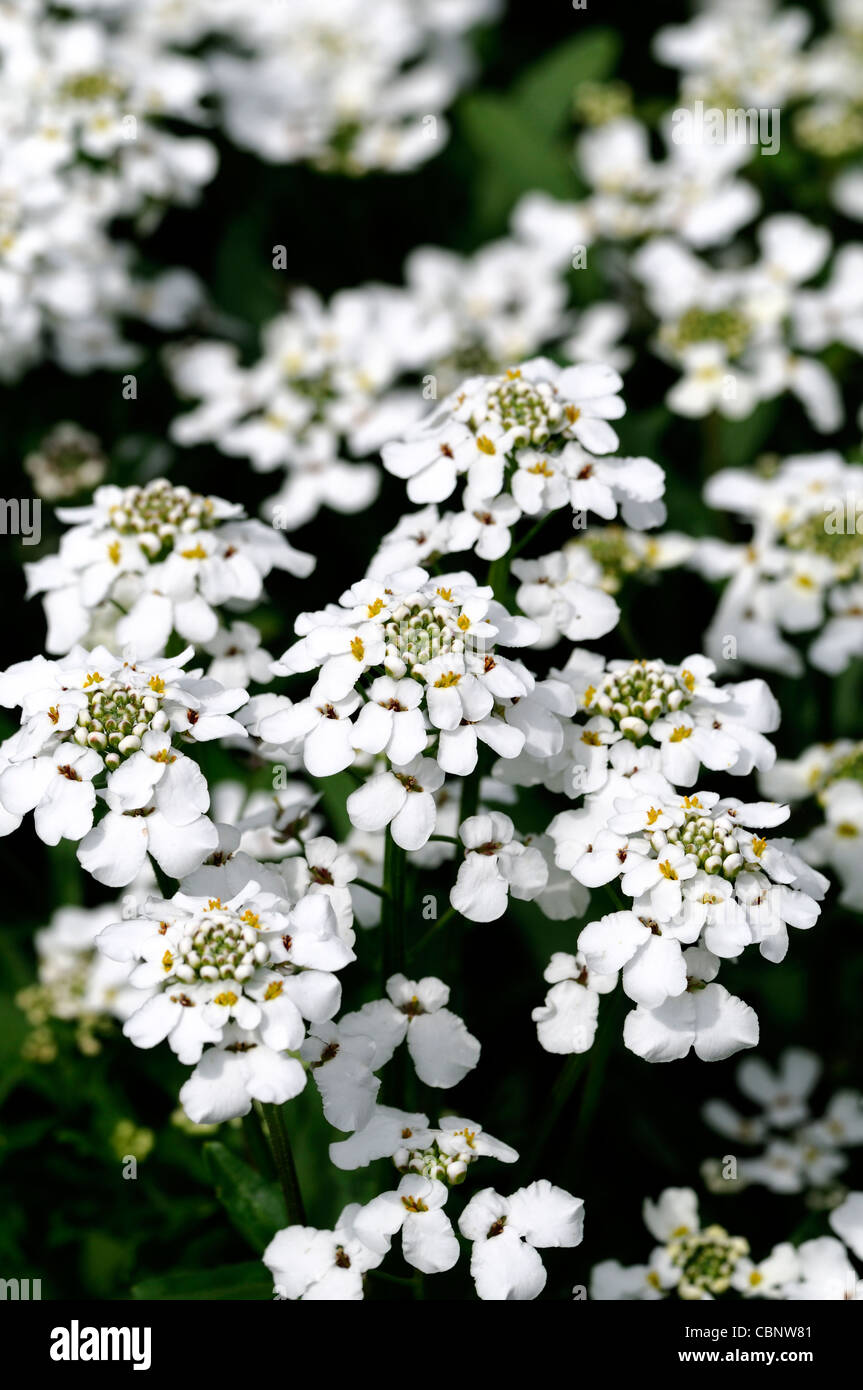 Candytuft Iceberg Iberis amara white annual flower bloom blossom