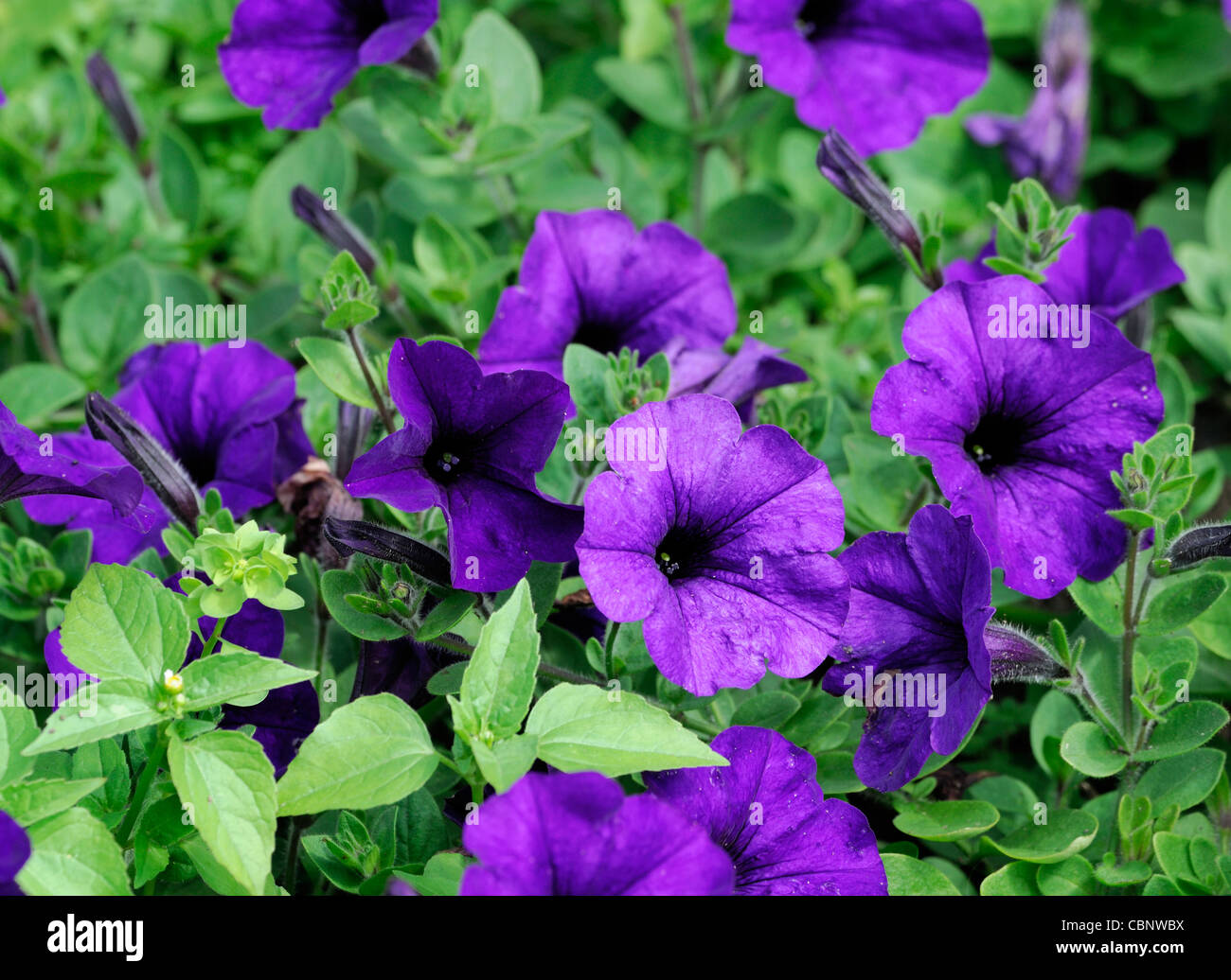 petunia x hybrida wonder wave blue plant portraits closeup flowers flowering blooms deep blue blooms spreading ground cover Stock Photo