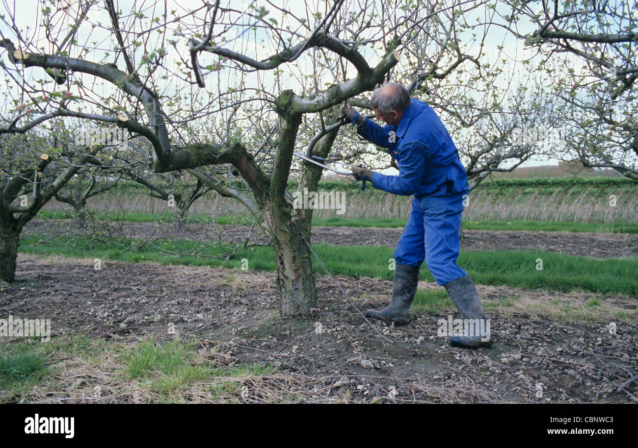 Man pruning a apple tree coming into leaf with a bow saw Stock Photo