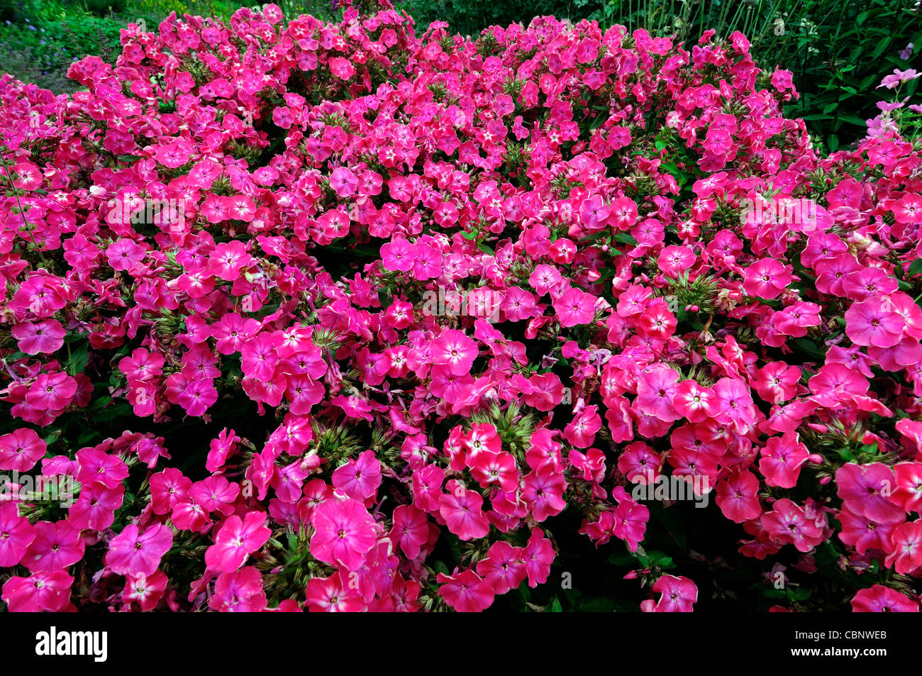 pink phlox paniculata perennial herbaceous plant flowers blooms blossoms Stock Photo