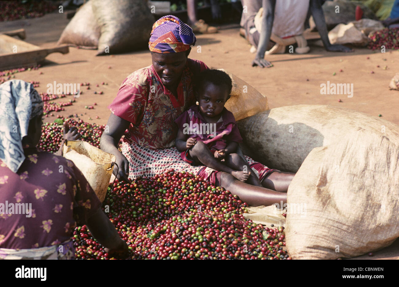 Woman with young child sorting coffee cherries after harvest, Nairobi, Kenya Stock Photo