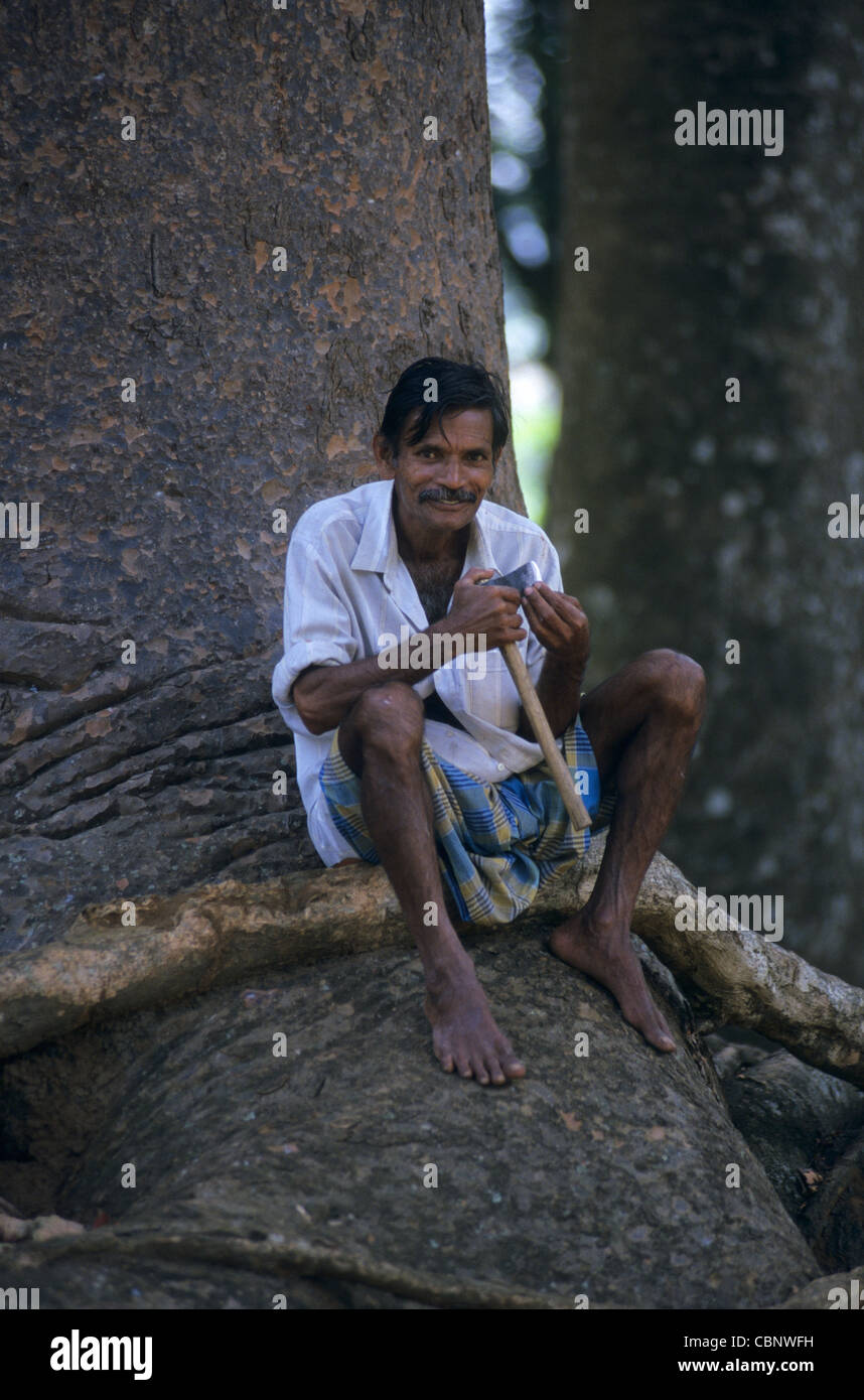 Local gardener sitting on root Queensland Kauri pine tree (Agathis robusta), Peradeniya Botanical Garden, Kandy, Sri Lanka Stock Photo