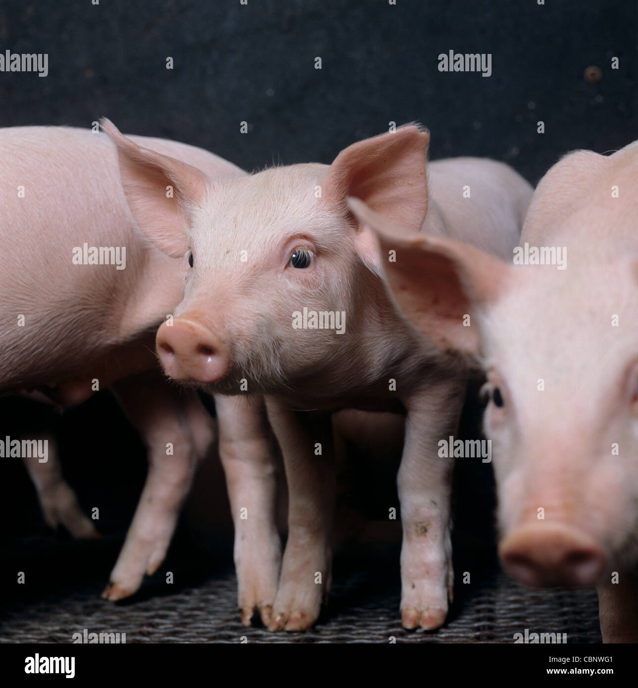 Large white piglet weaners in flat bed sties, Dorset Stock Photo