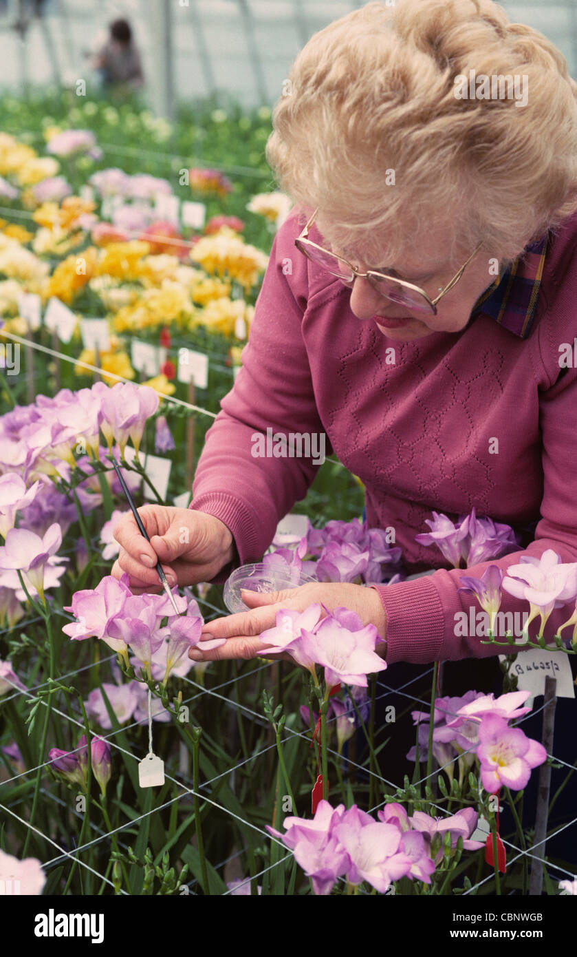Cross pollination cross breeding hi-res stock photography and images ...