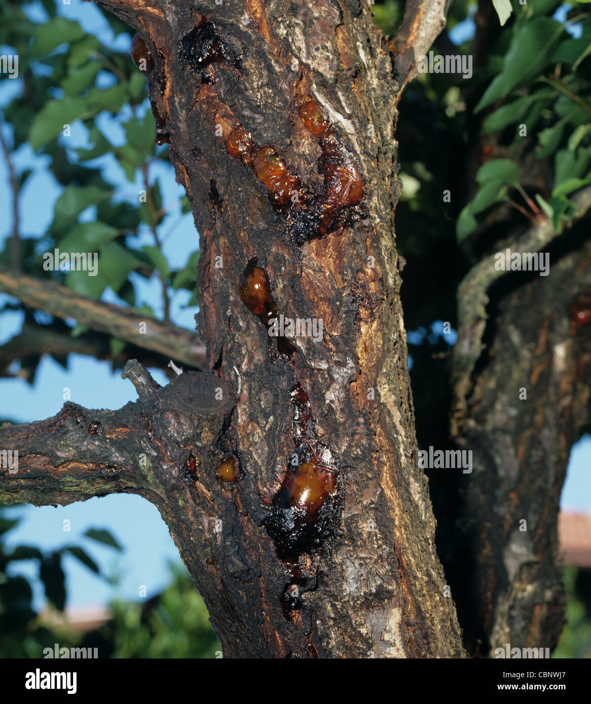 Bacterial canker (Pseudomonas syringae) gummosis exudation on apricot tree trunk Stock Photo