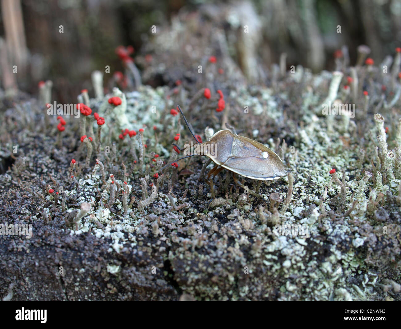 shield bug / Chlorochroa pinicola / Baumwanze Stock Photo