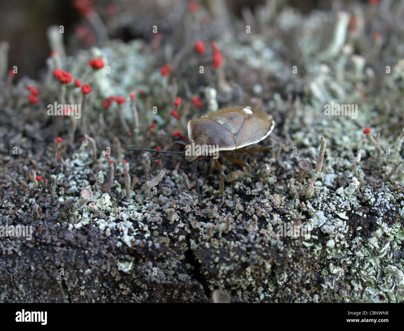 shield bug / Chlorochroa pinicola / Baumwanze Stock Photo