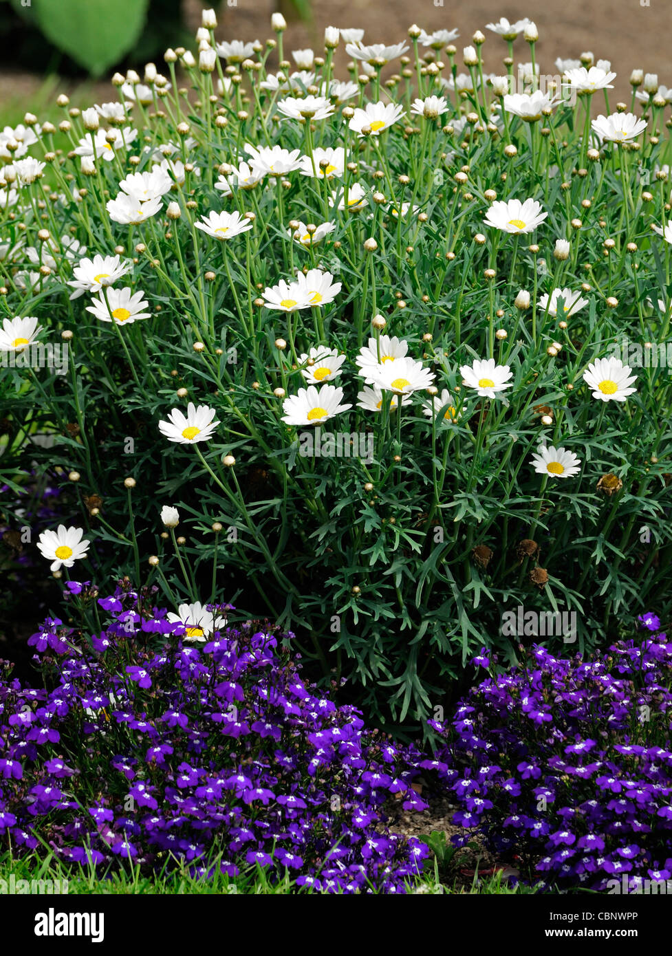 white pyrethrum blue lobelia flowers bed border mixed complementary complement planting plant scheme Stock Photo