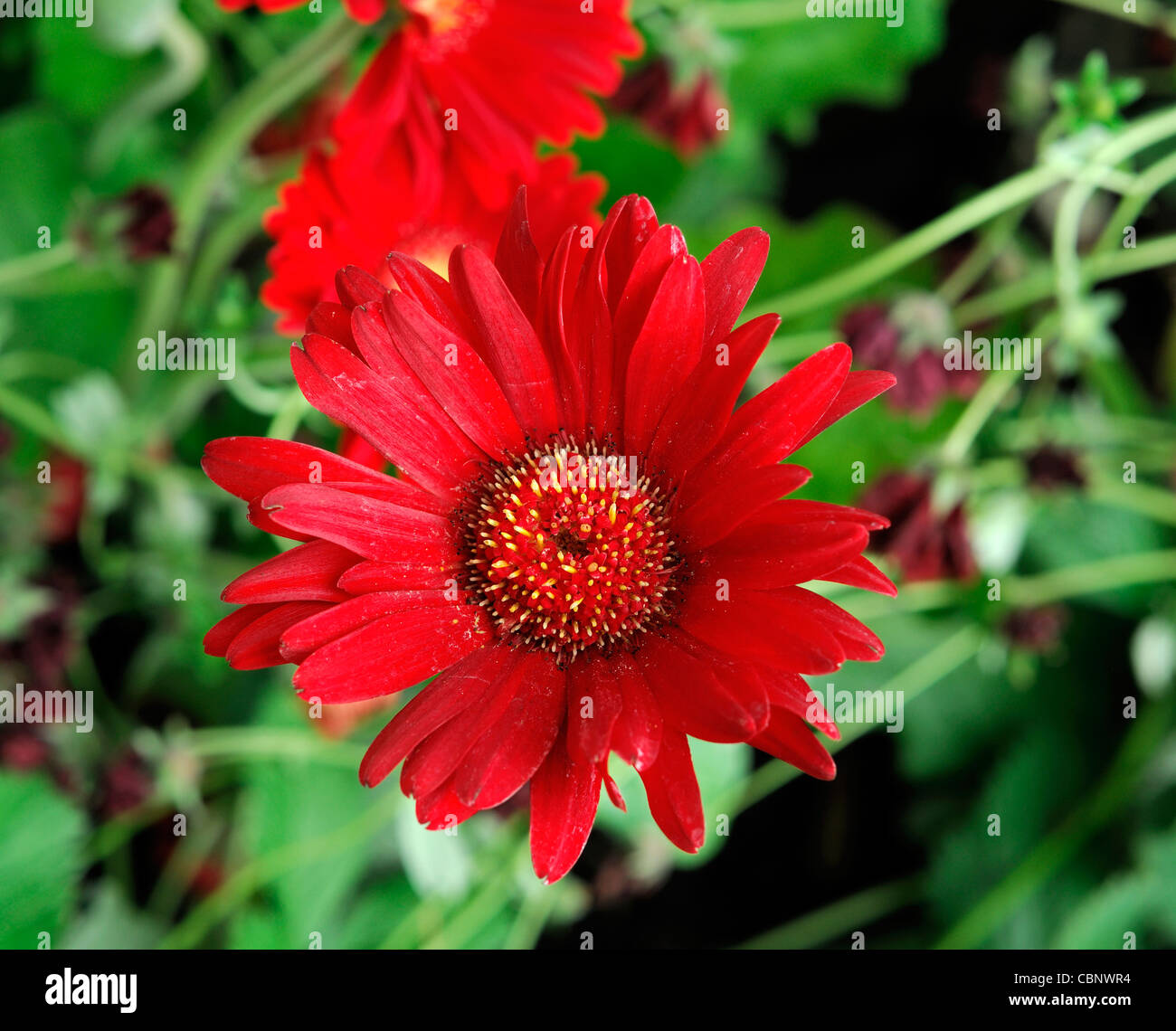 red gerbera petals flowers stamens floral colourful bright vivid vibrant full frame still life graphics summer red plant Stock Photo