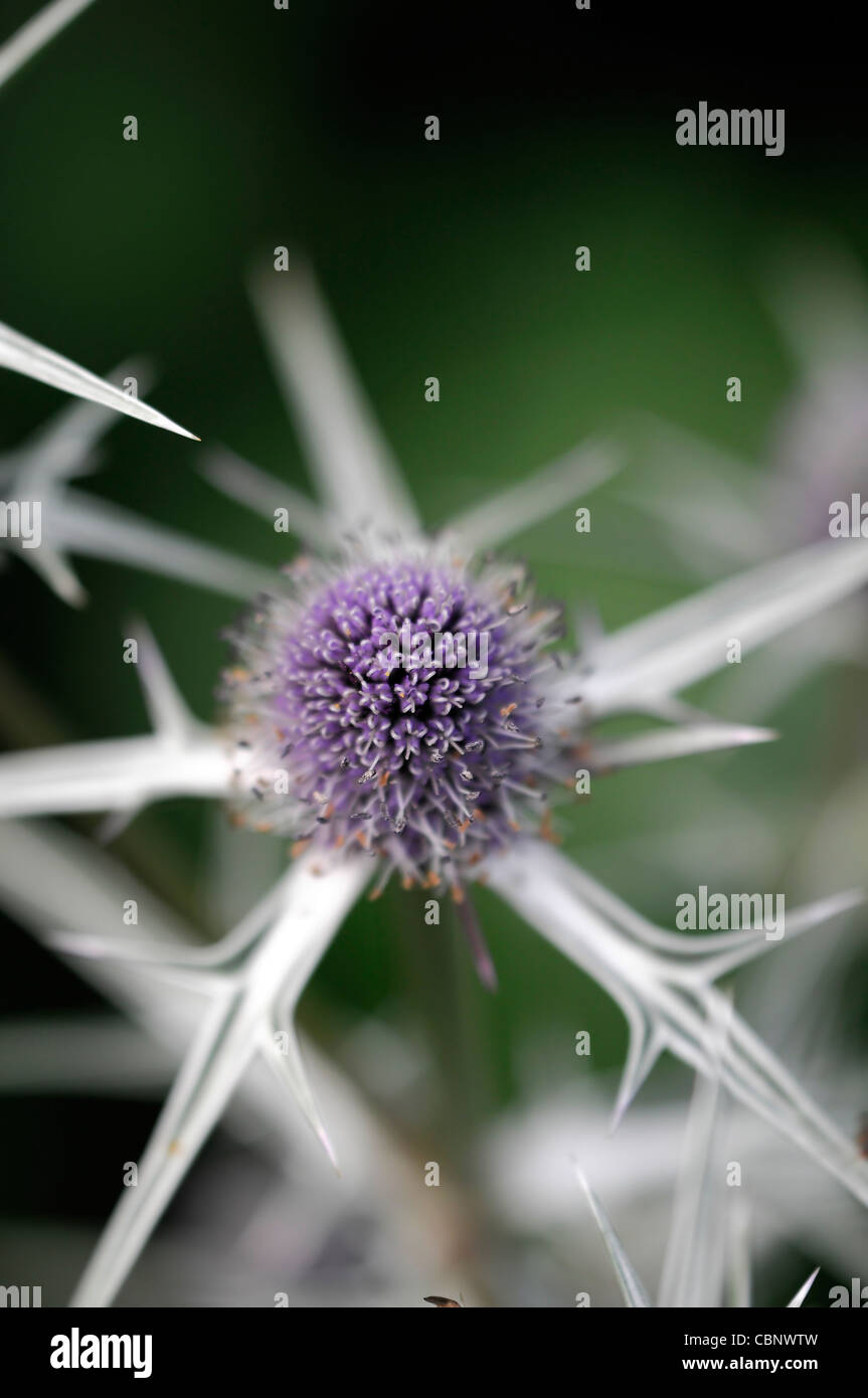 eryngium planum sea holly prickly closeup selective focus blue