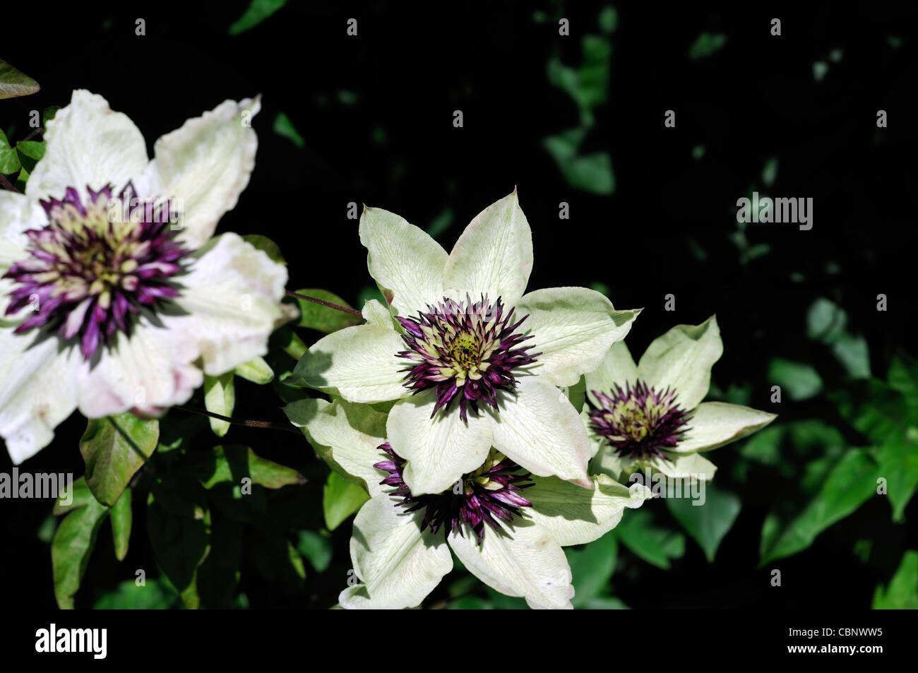 Clematis Sieboldii Florida purple white flowers fully double climber climbing plant perennial flower bloom blossom white purple Stock Photo