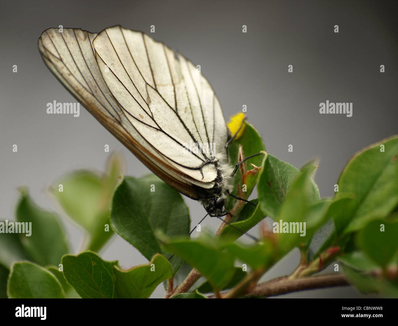 Black-veined White, butterfly lay eggs / Aporia crataegi / Baumweißling bei der Eiablage Stock Photo