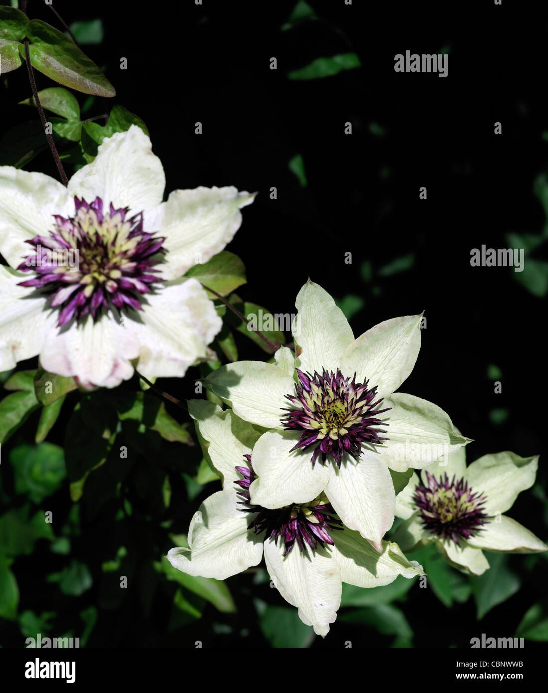 Clematis Sieboldii Florida purple white flowers fully double climber climbing plant perennial flower bloom blossom white purple Stock Photo