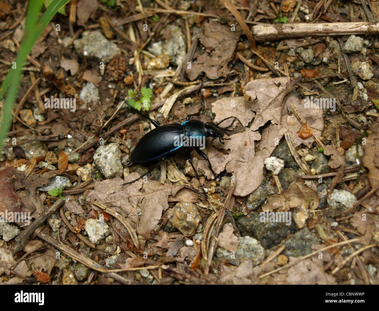 violet ground beetle / Carabus violaceus / Violetter Laufkäfer Stock Photo
