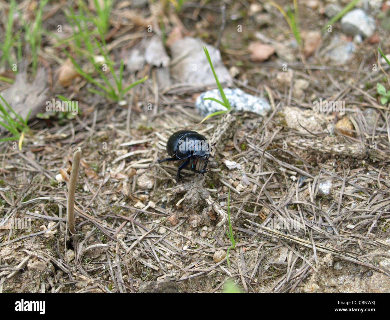Forest Dung Beetle / Geotrupes vernalis / Frühlingsmistkäfer Stock Photo