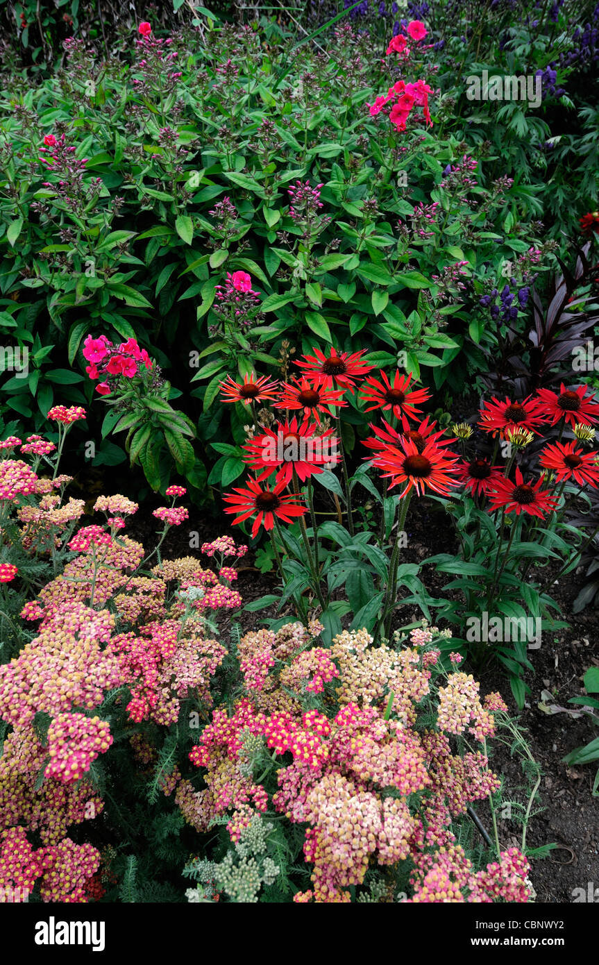 achillea phlox echinacea herbaceous perennial garden border mixed plants flowers blooms blossoms colourful colorful color colour Stock Photo