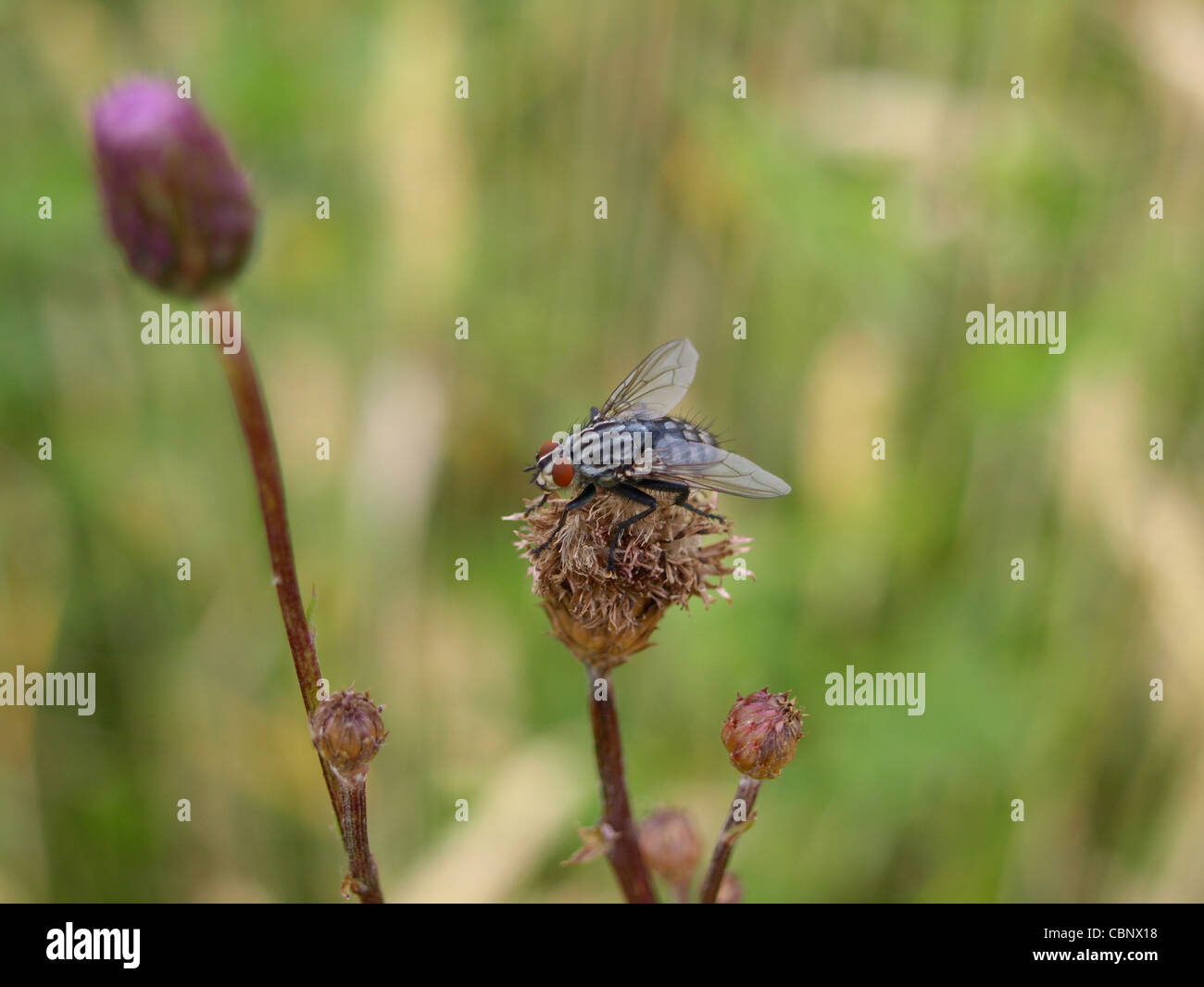 gray flesh-fly sitting on a creeping thistle / Sarcophaga carnaria / Graue Fleischfliege sitzend auf einer Acker-Kratzdistel Stock Photo