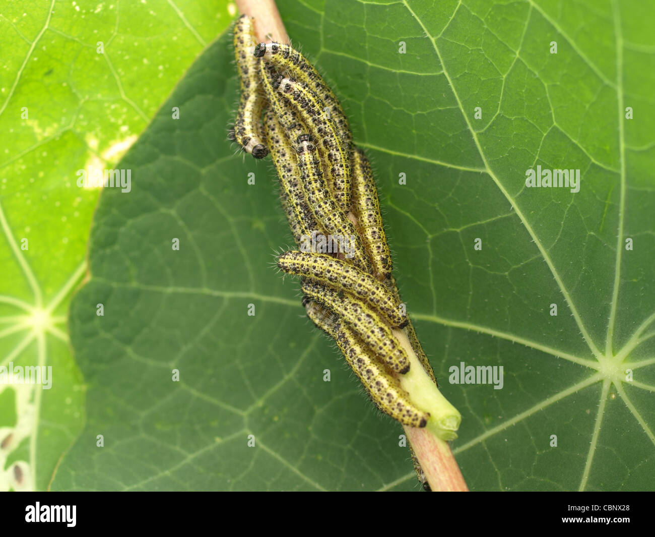 From Caterpillars High Resolution Stock Photography and Images - Alamy