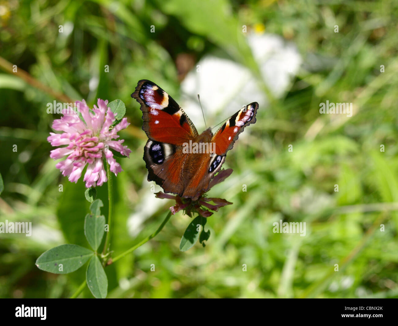 European Peacocl butterfly / Inachis io / Tagpfauenauge Stock Photo