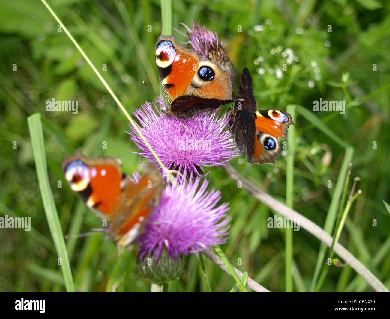 European Peacocl butterfly / Inachis io / Tagpfauenauge Stock Photo