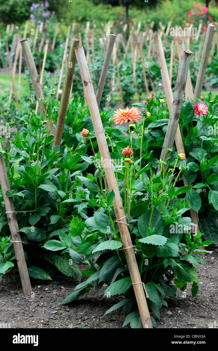 dahlia dahlias perennials wood wooden stake stakes staked support suppports plant posts