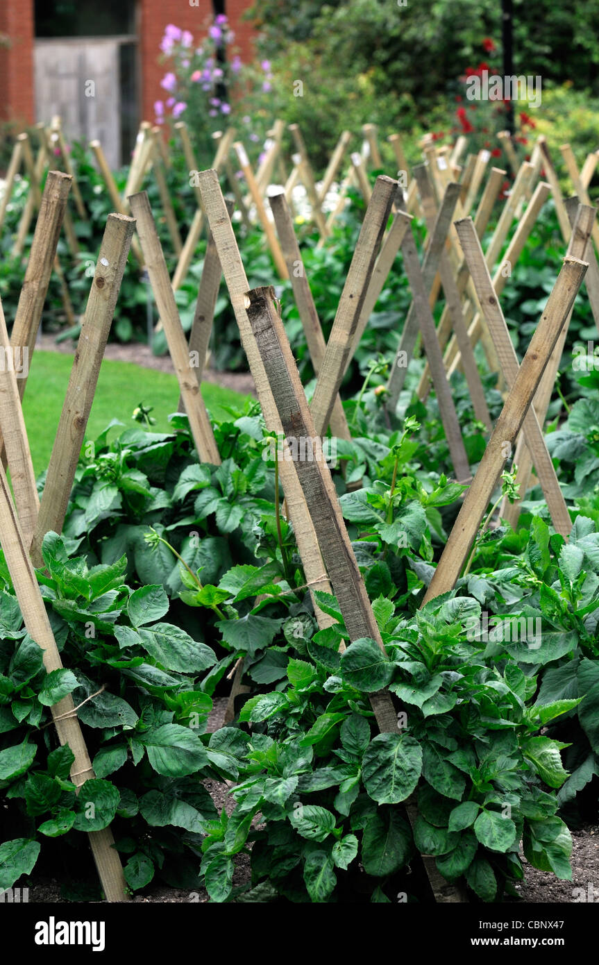 dahlia dahlias perennials wood wooden stake stakes staked support
