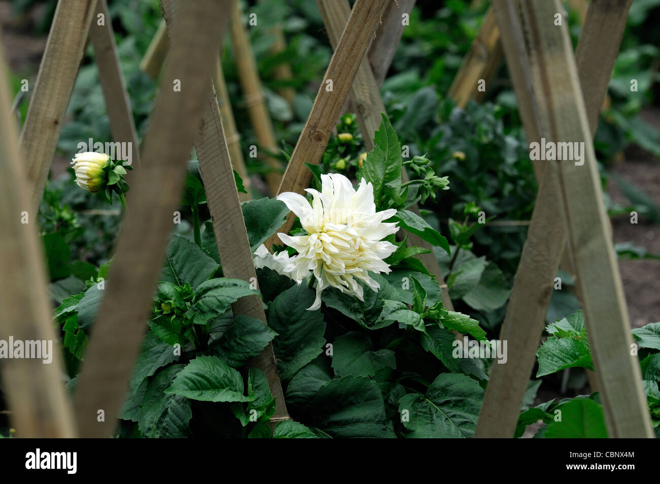 dahlia dahlias perennials wood wooden stake stakes staked support Stock