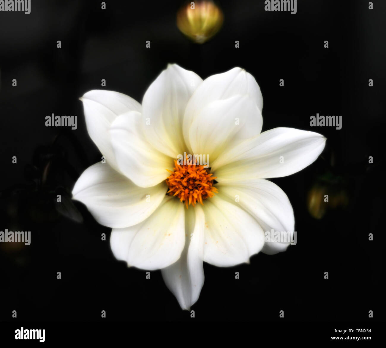 dahlia twynings after eight one single summer closeup selective focus perennials flowers petals plant portraits white Stock Photo