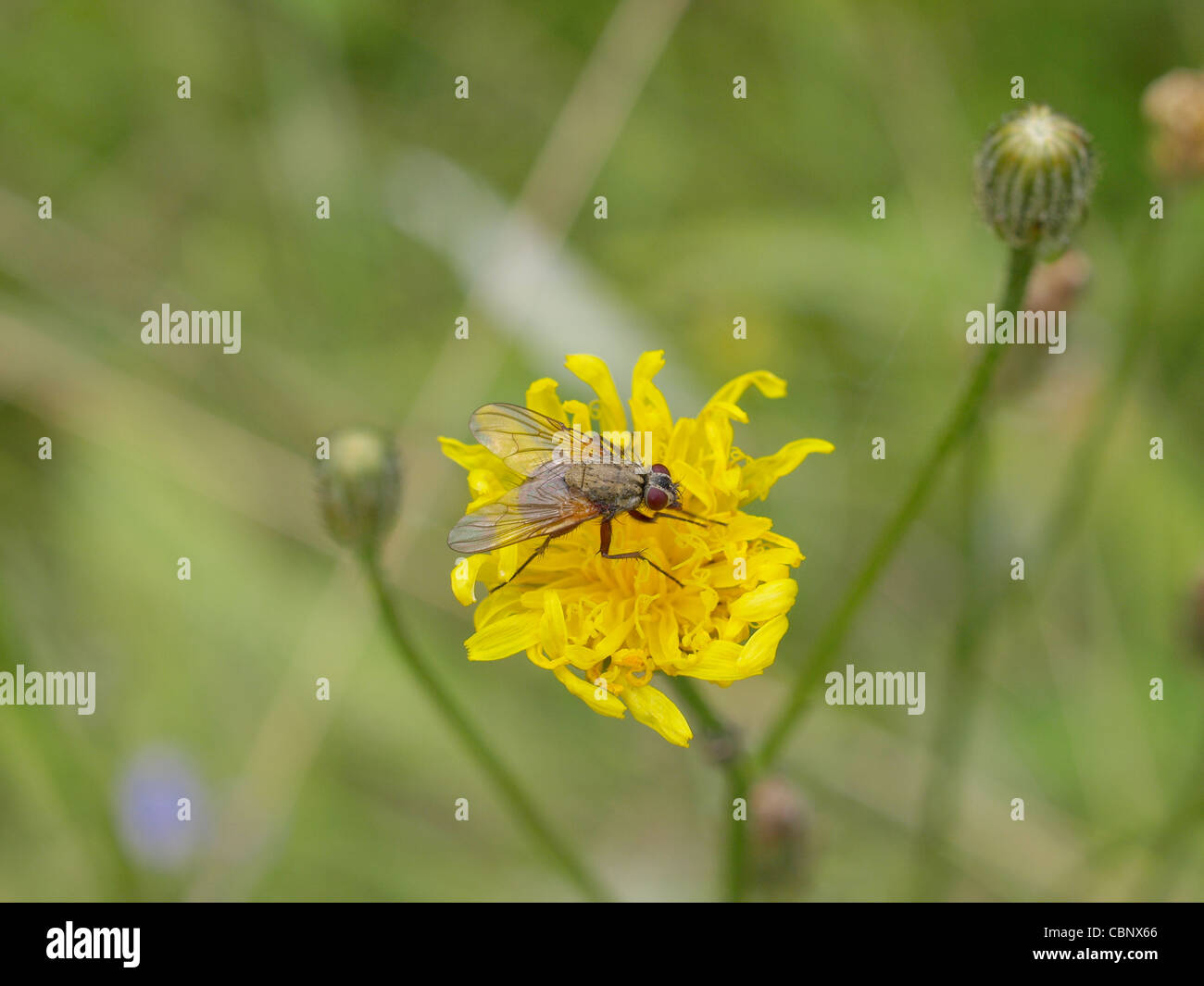 housfly on a bloom / Musca domestica / Gemeine Stubenfliege auf einer Blüte Stock Photo