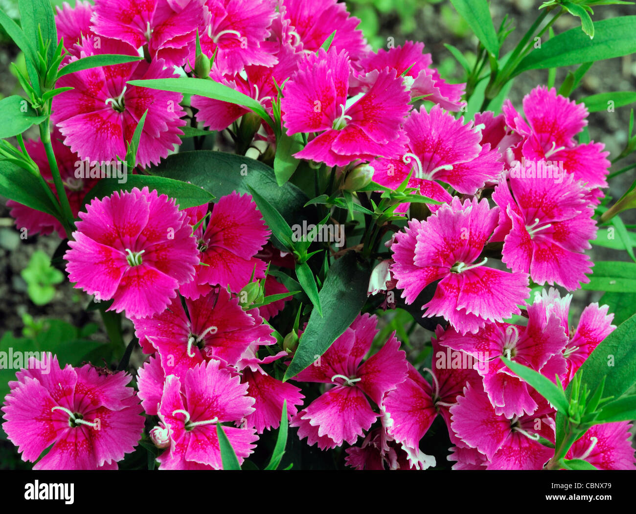 Dianthus Ideal Select Raspberry Chinensis x Barbatus hardy annual bright pink carnation flowers blooms blossoms Stock Photo