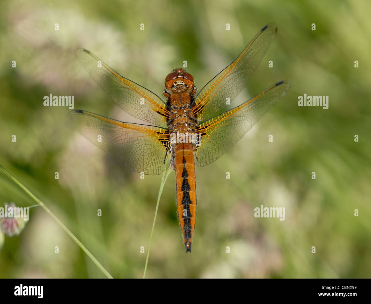 Large Slow Moving Insects Slow Moving Insects High Resolution Stock Photography and Images - Alamy