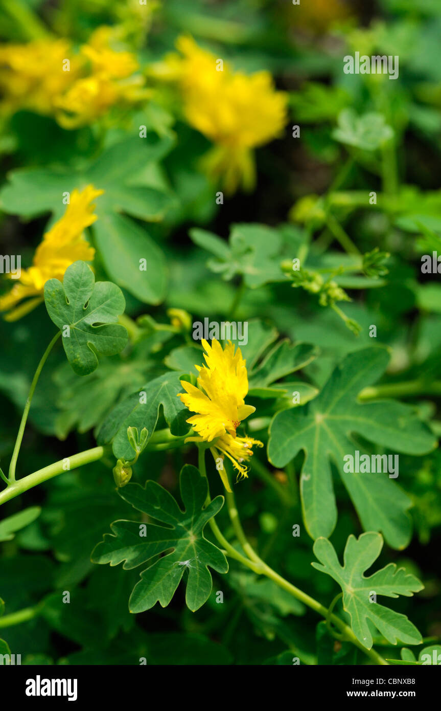 tropaeolum peregrinum canary creeper summer closeup plant portraits