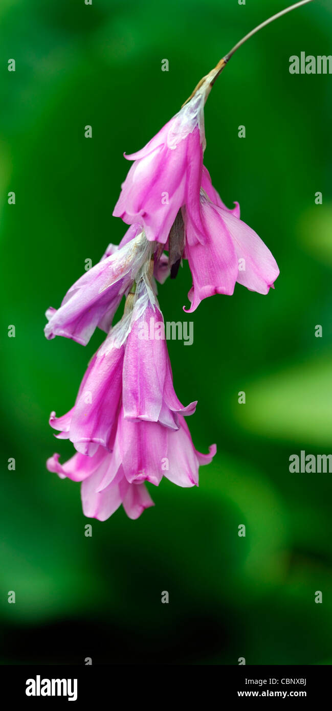 dierama pulcherrimum closeup bright pink petals flowers summer perennials cascading arching dangly dangling hanging bell shaped Stock Photo