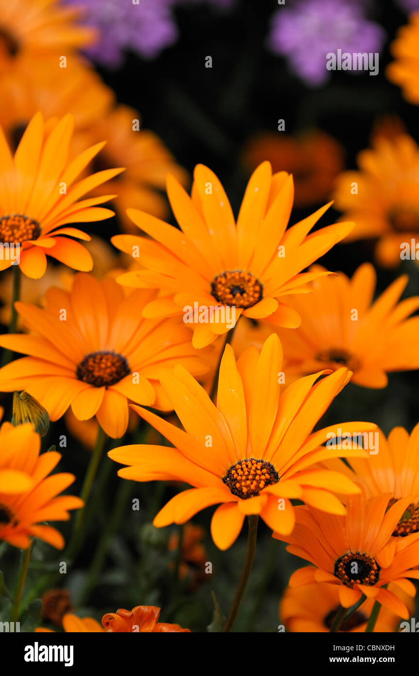 Dimorphotheca aurantiaca Spring Flash Orange African daisy half hardy annual summer plant yellow flowers blooms blossoms Stock Photo
