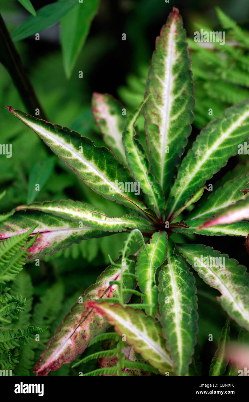 impatiens omeiana busy lizzie annuals tender groundcover leaves foliage variegated Stock Photo