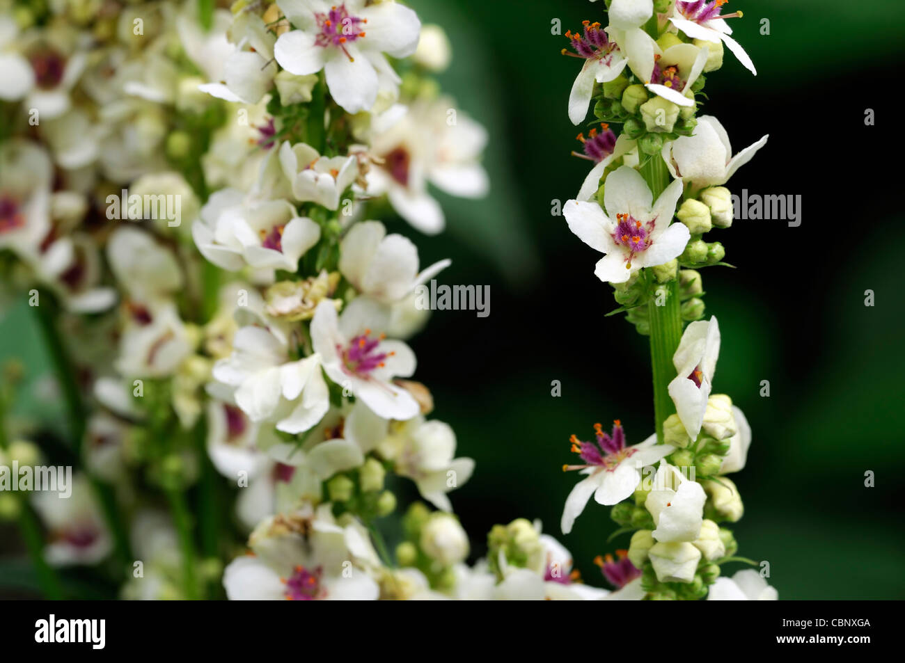 Verbascum Chaixii Album Agm White Perennials Pale Pastel Flower Spikes 