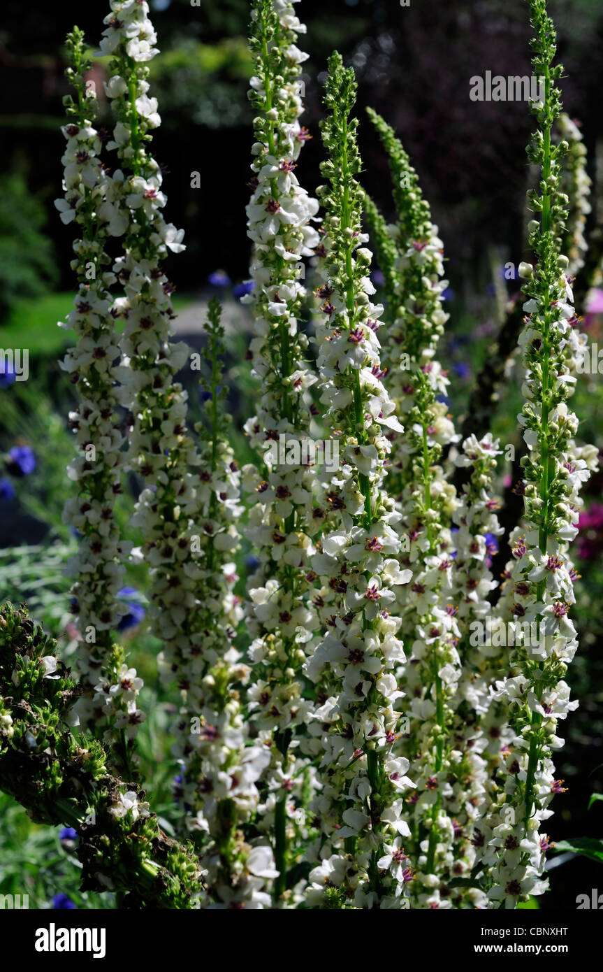 verbascum chaixii album agm white perennials pale pastel flower spikes spires nettle-leaved mullein mulleins flowers blooms blos Stock Photo