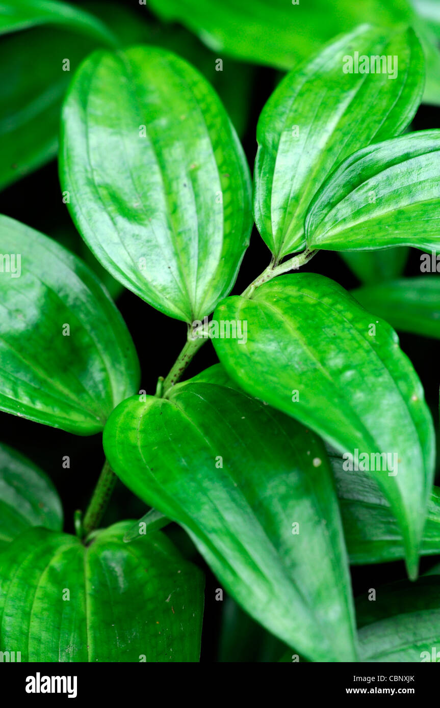 disporopsis pernyi evergreen solomons seal perny  closeup plant portraits green leaves leaf foliage perennial Stock Photo