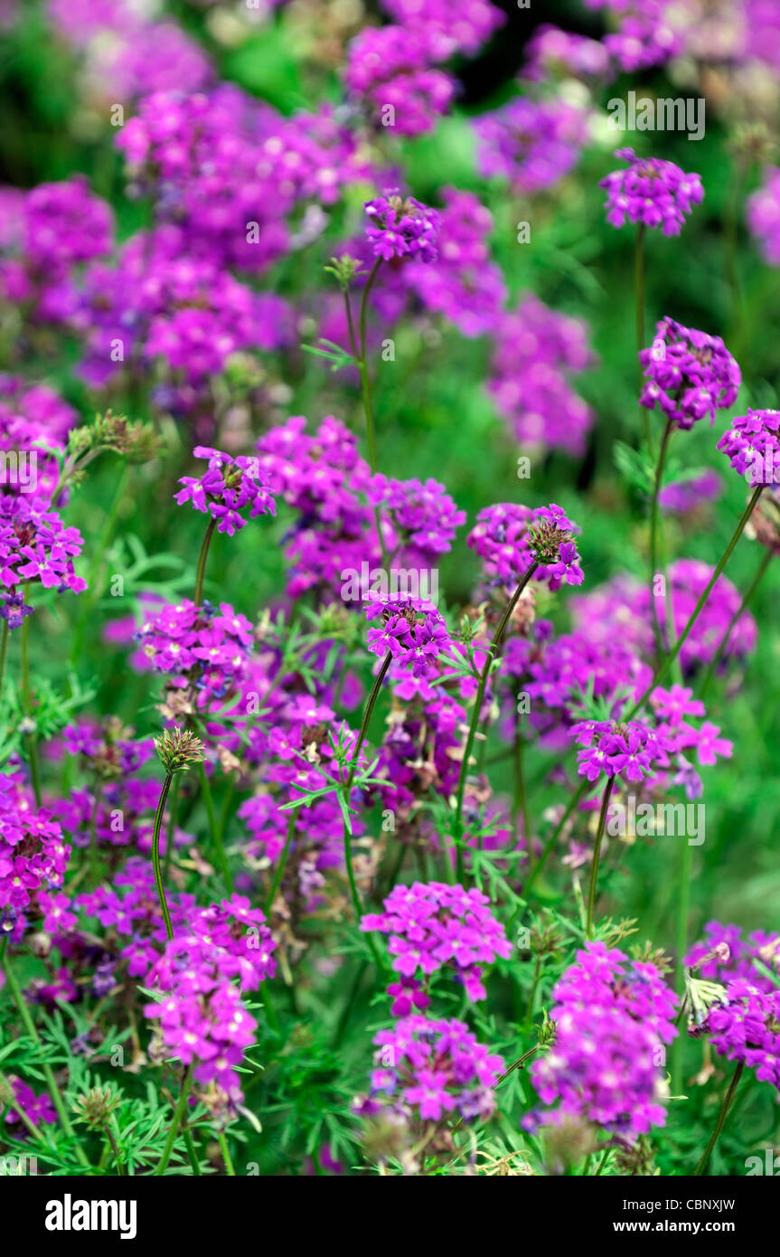 Verbena speciosa Imagination violet pink flowers flower blooms bloom blossoms blossom Stock Photo