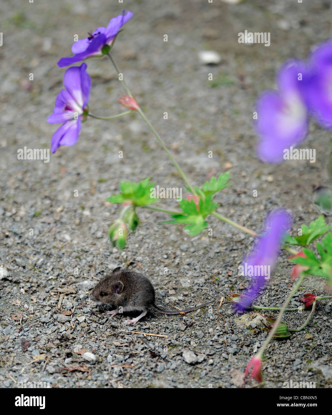 Common Dormouse Muscardinus avellanarius Mammal mammalian garden path small tiny endangered Stock Photo