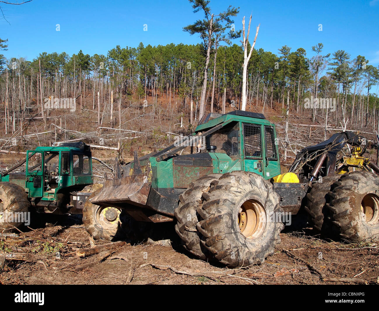 A logging skidder works in a pine forest Stock Photo Alamy