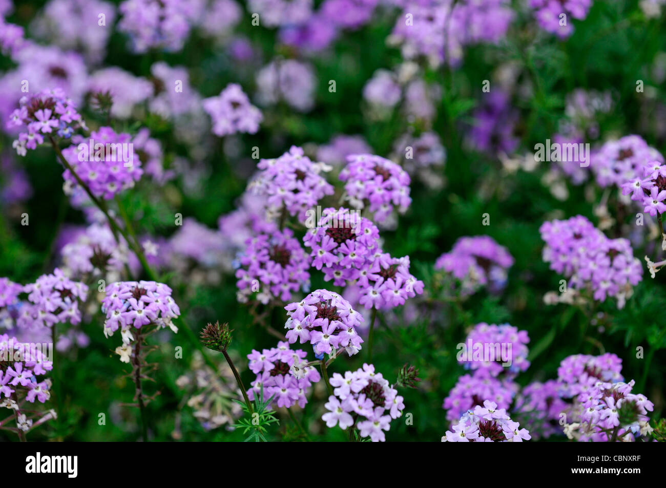 Verbena speciosa Sterling Star Trailing verbena tender perennial