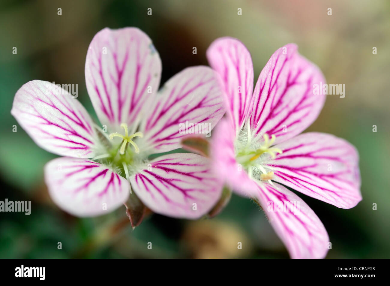 erodium reichardii rosea syn synonym chamaedryoides Storksbill pink flowers alpin perennial blooms blossoms Stock Photo