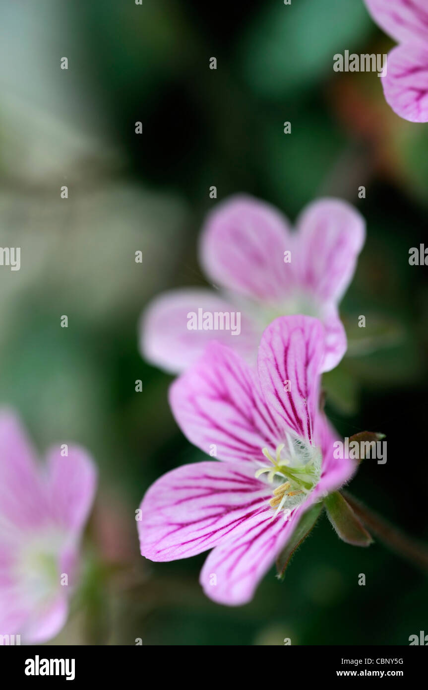 erodium reichardii rosea syn synonym chamaedryoides Storksbill pink flowers alpin perennial blooms blossoms Stock Photo