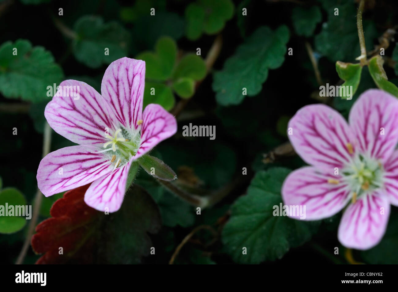 erodium reichardii rosea syn synonym chamaedryoides Storksbill pink flowers alpin perennial blooms blossoms Stock Photo