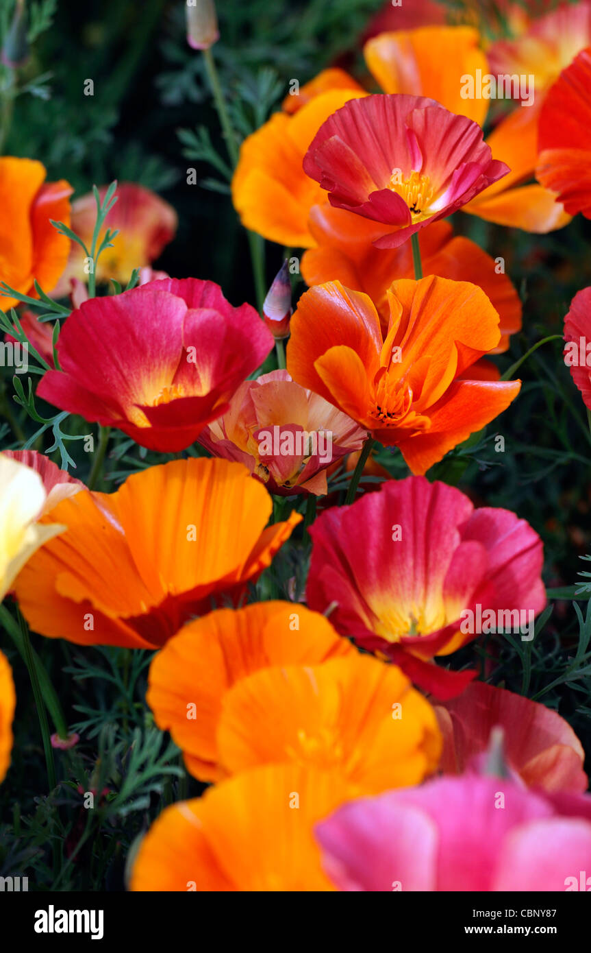 Eschscholzia californica Thai Silk california poppy semi-double annual blooms flowers blossoms yellow red orange multi colored Stock Photo