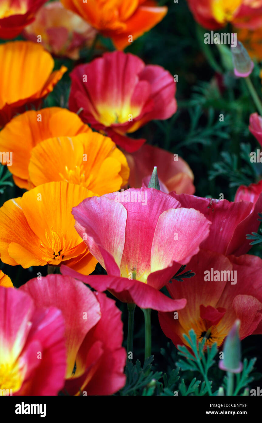 Thai silk poppy hires stock photography and images Alamy