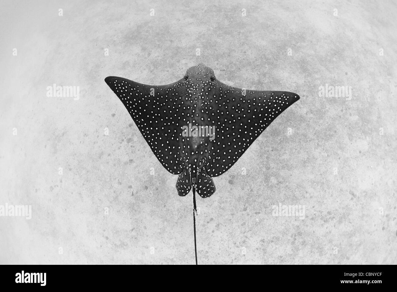 A Spotted eagle ray, Aetobatus narinari, glides over a sandy bottom where it feeds on bivalves, crabs, shrimp, and small fishes. Stock Photo