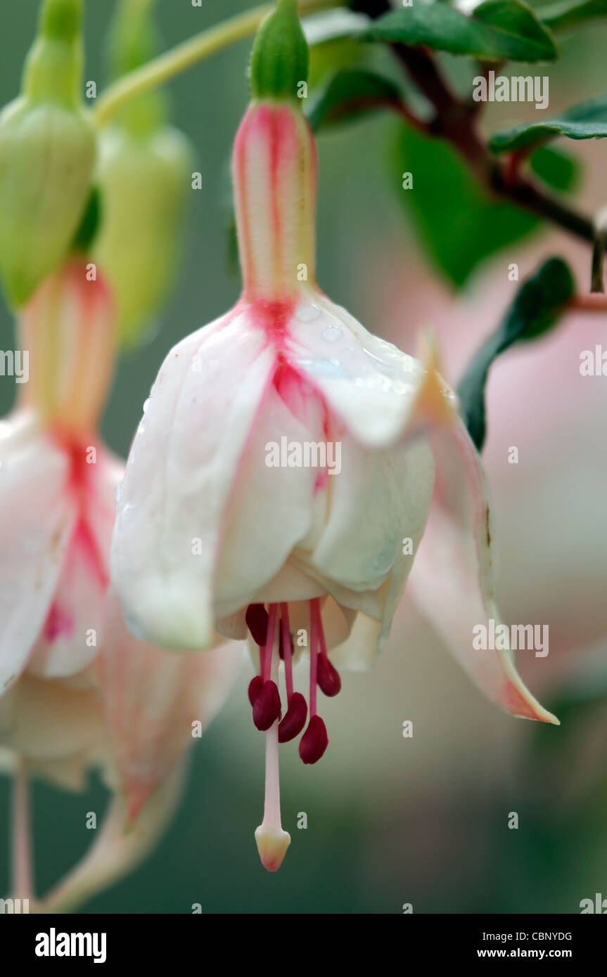 Fuchsia Annabel deciduous shrub double flowers white pink- tinged tubes sepals  pink and white petals corolla flower bloom Stock Photo