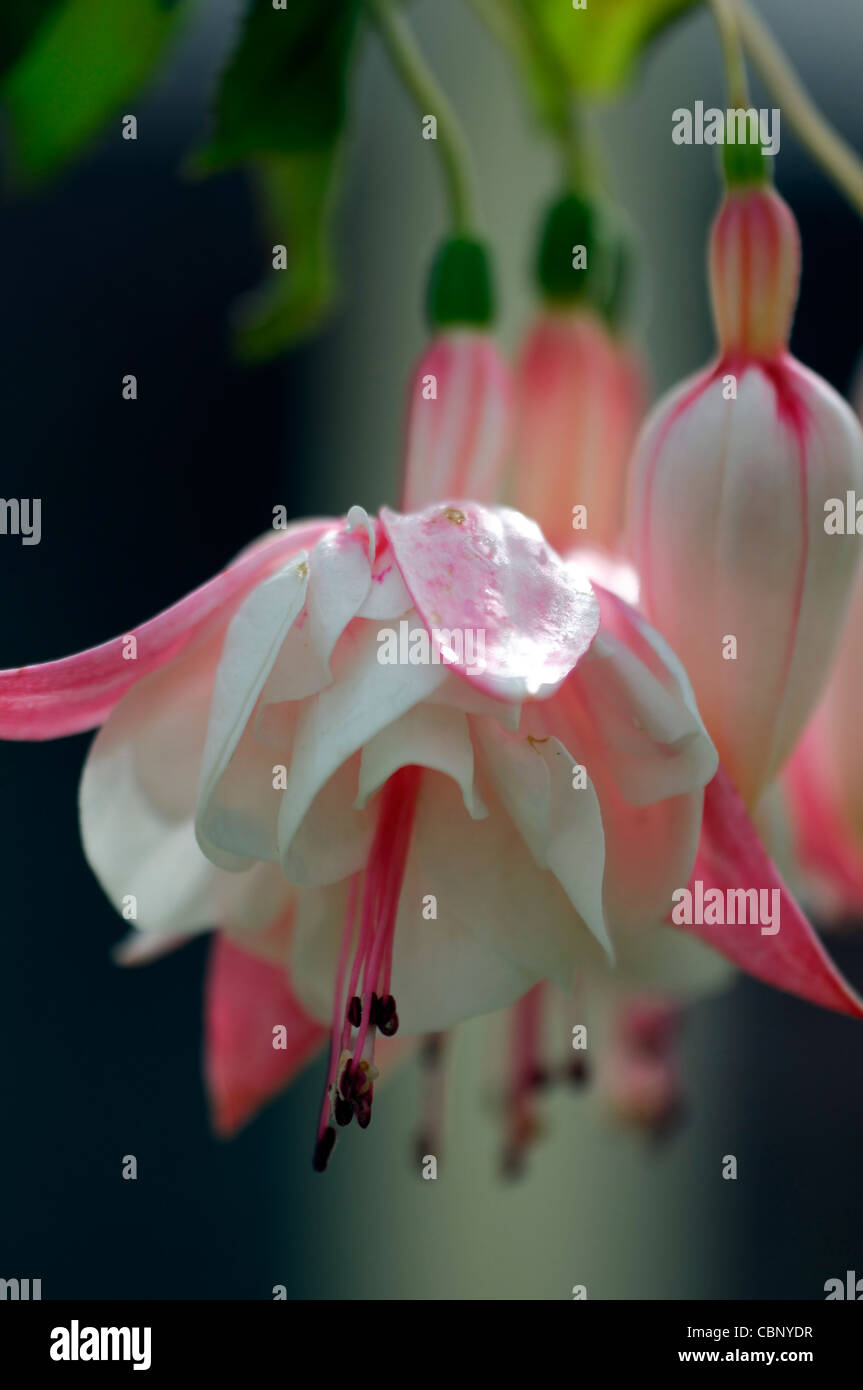 Fuchsia Annabel deciduous shrub double flowers white pink- tinged tubes sepals  pink and white petals corolla flower bloom Stock Photo